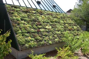 Benefits and Types of Green Roofs: How They Can Save You Money And Help The Environment?