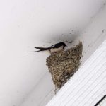 Wildlife That Damages Roofs And Homes