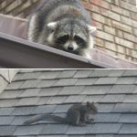 5 Steps To Keep Critters Away From Your Roof And Protect Your Home
