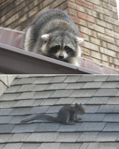 5 Steps To Keep Critters Away From Your Roof And Protect Your Home