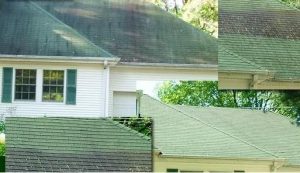 How to Identify Different Roof Fungus Types and Keep Your Home Safe