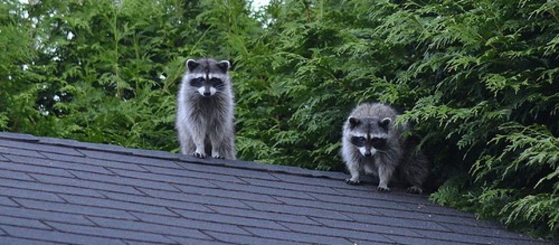 racoons-on-roof